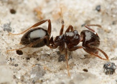 Notoncus ectatommoides