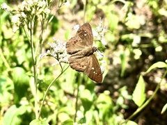 Seseria formosana