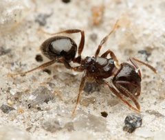 Notoncus ectatommoides