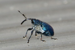 Curculionidae