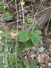 Fraxinus dipetala