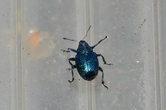 Curculionidae