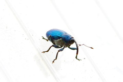 Curculionidae