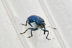 Curculionidae