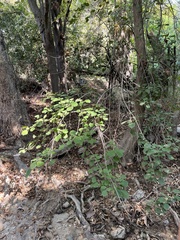 Fraxinus dipetala