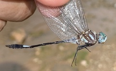 Brechmorhoga praecox