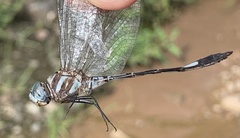 Brechmorhoga praecox