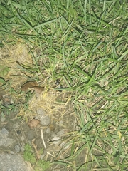 Insecta