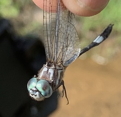 Brechmorhoga praecox