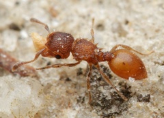 Meranoplus