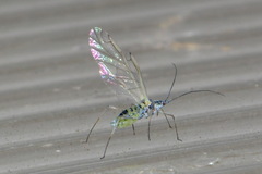 Euceraphis