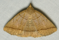 Zanclognatha obscuripennis