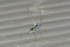 Euceraphis