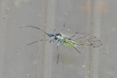 Euceraphis