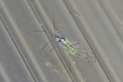 Euceraphis