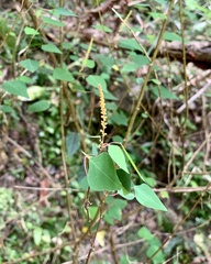 Homalanthus stillingiifolius