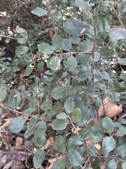 Rhamnus ilicifolia