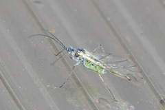 Euceraphis