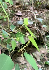Homalanthus stillingiifolius