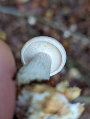 Clitocybe
