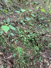 Homalanthus stillingiifolius