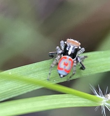Maratus pavonis