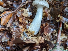 Clitocybe
