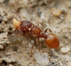 Meranoplus