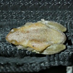 Litoria rubella