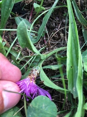 Centaurea × moncktonii