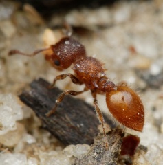 Meranoplus