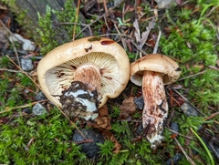 Tricholoma fulvum