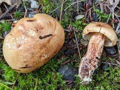 Tricholoma fulvum