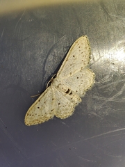 Idaea minuscularia