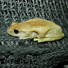 Litoria rubella