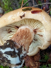 Tricholoma fulvum