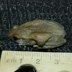 Litoria rubella
