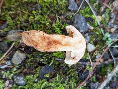 Tricholoma fulvum