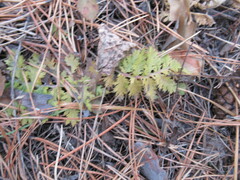 Artemisia tanacetifolia