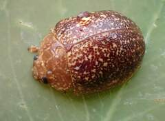 Paropsis variolosa