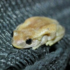Litoria rubella