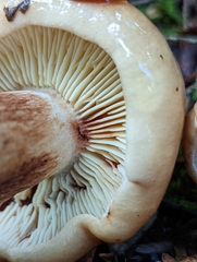 Tricholoma fulvum