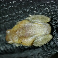 Litoria rubella