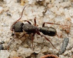 Rhytidoponera tasmaniensis