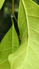 Myrmaplata plataleoides