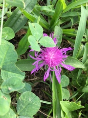 Centaurea × moncktonii