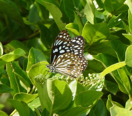 Dark Blue Tiger photo 5