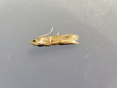 Acrobasis bithynella