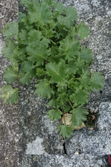 Campanula poscharskyana