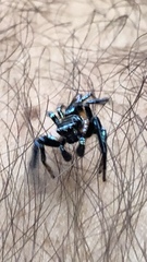 Thiania